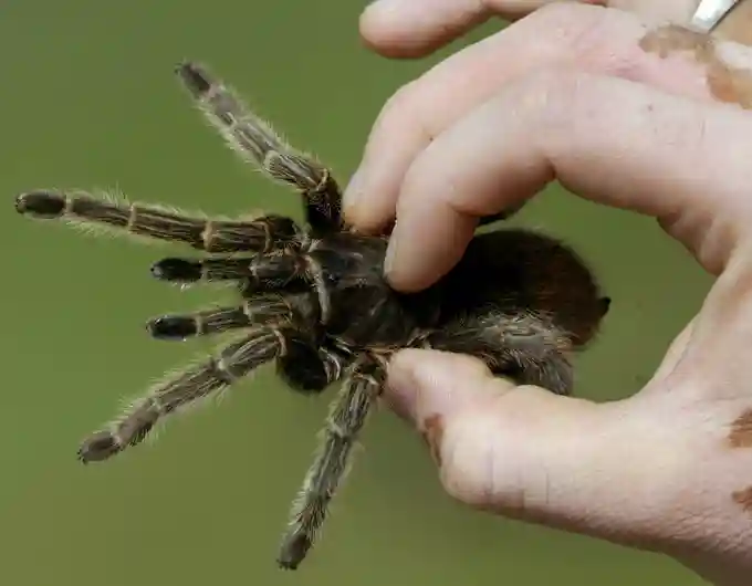 16岁女生半夜不睡觉竟和蜘蛛玩自拍，不料被咬伤后四肢抽搐